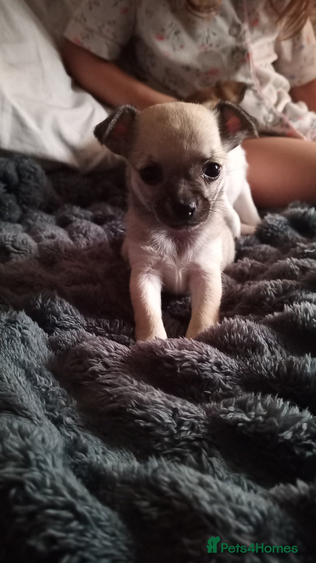 Chihuahua dogs for sale: Ready 4th november - Image 2