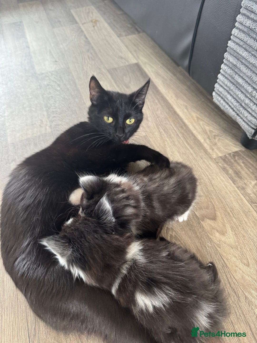 Mixed Breed cats for sale: Last little kitten left  - Image 5