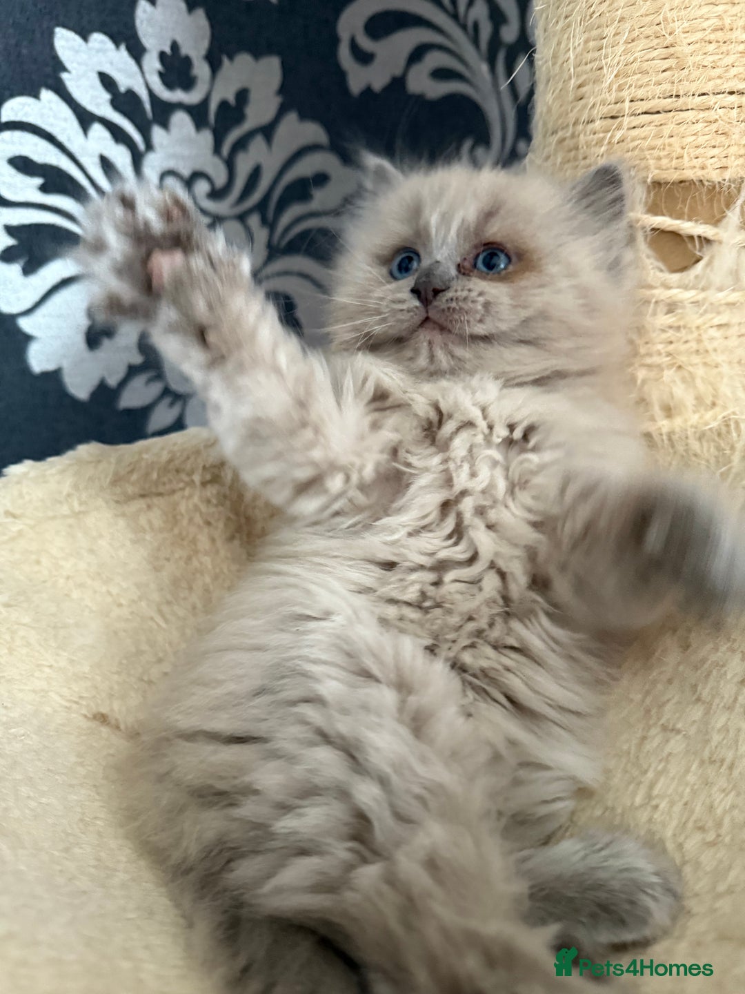 Ragdoll cats for sale: 2 Elegant Champion Bloodline Siblings  - Advert 17