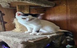 Domestic Shorthair cats for sale: 3 beautiful kittens left - Image 4