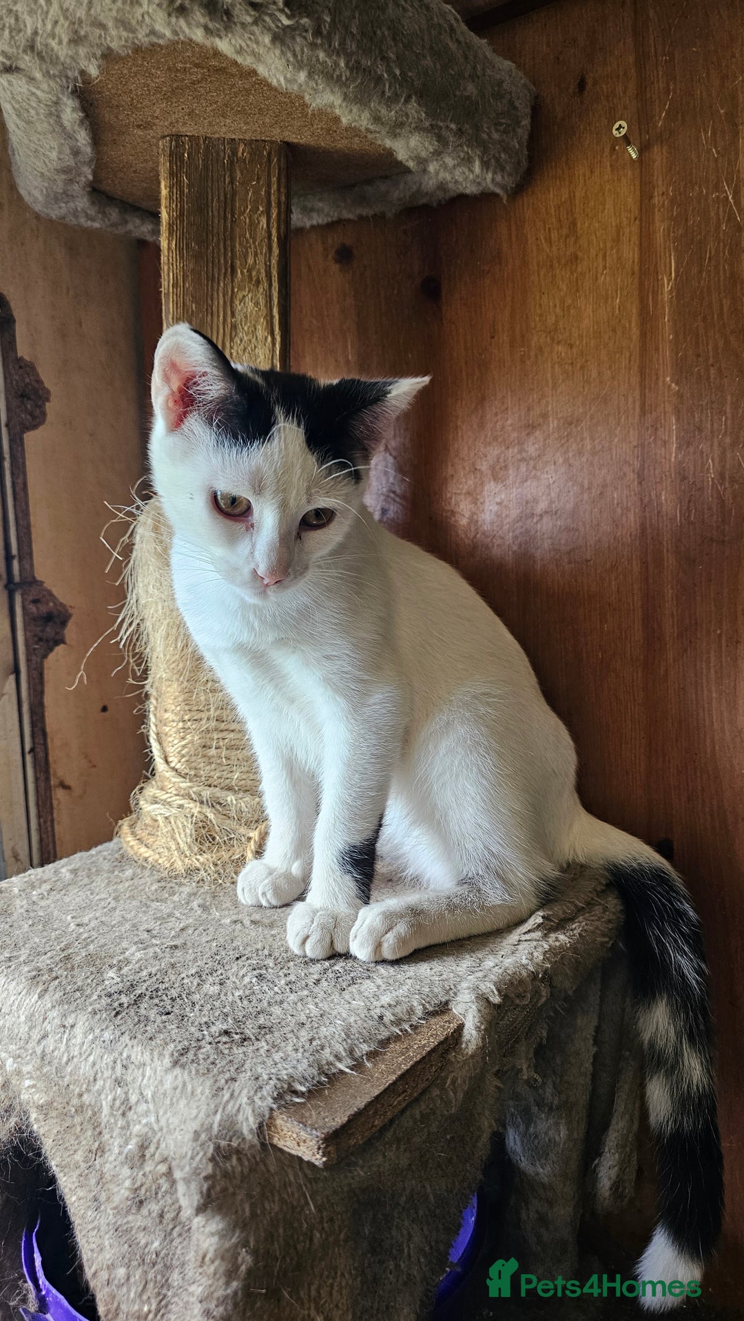 Domestic Shorthair cats for sale: 3 beautiful kittens left - Image 4