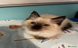 Ragdoll cats for sale: GCCF Registered Kittens - Image 8