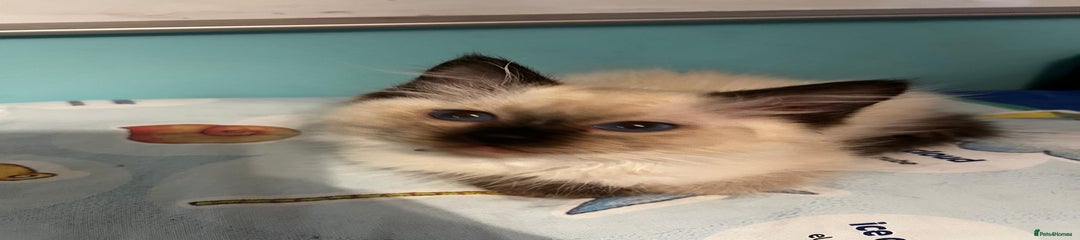 Ragdoll Kitten 4