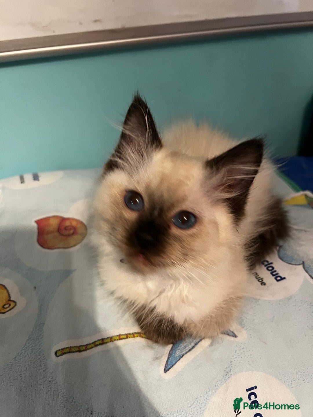 Ragdoll cats for sale: GCCF Registered Kittens - Image 8