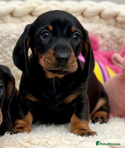 Dachshund dogs Gorgeous miniature dachshund puppies  - Advert 1