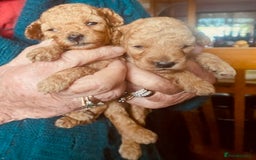 Toy Poodle dogs for sale: lyncham toy poodles  - Image 4