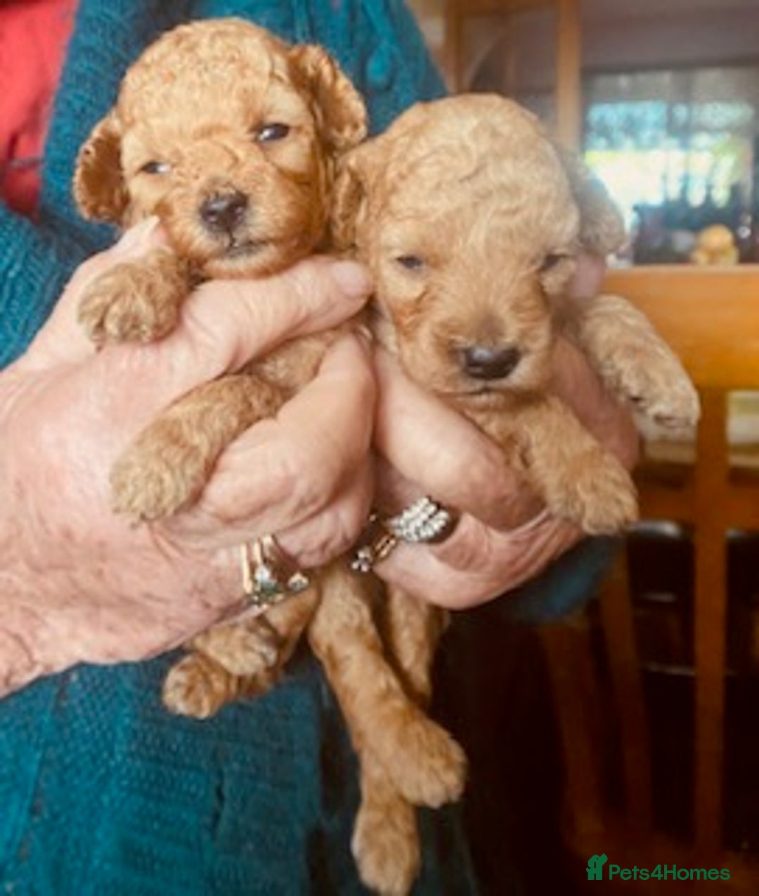 Toy Poodle dogs for sale: lyncham toy poodles  - Image 4