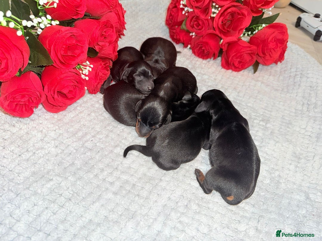 Miniature Dachshund dogs for sale: Beautiful miniature dachshunds  - Image 4