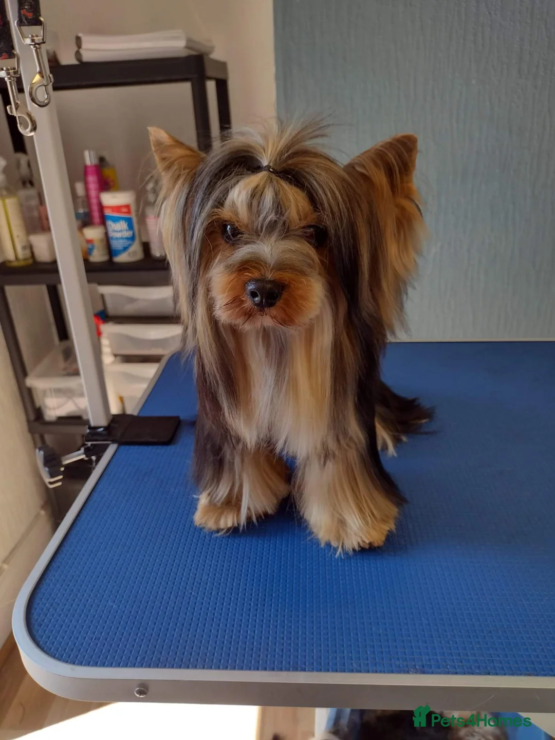 Yorkshire Terrier dogs for stud:  PEDIGREE Yorkshire terrier for STUD  in Hull - Advert 13