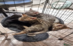 Savannah cats for sale: Gorgeous f5 kittens. Just melanistic girl left - Image 11