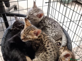 Savannah cats Gorgeous f5's now all sold! - Advert 1
