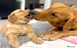 Golden Retriever dogs for sale: Litter of 8 (2 males & 2 females available) - Image 11