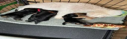 Yorkiepoo dogs for sale: Yorkiepoo ( toy poodle x Yorkshire terrier) - Advert 3