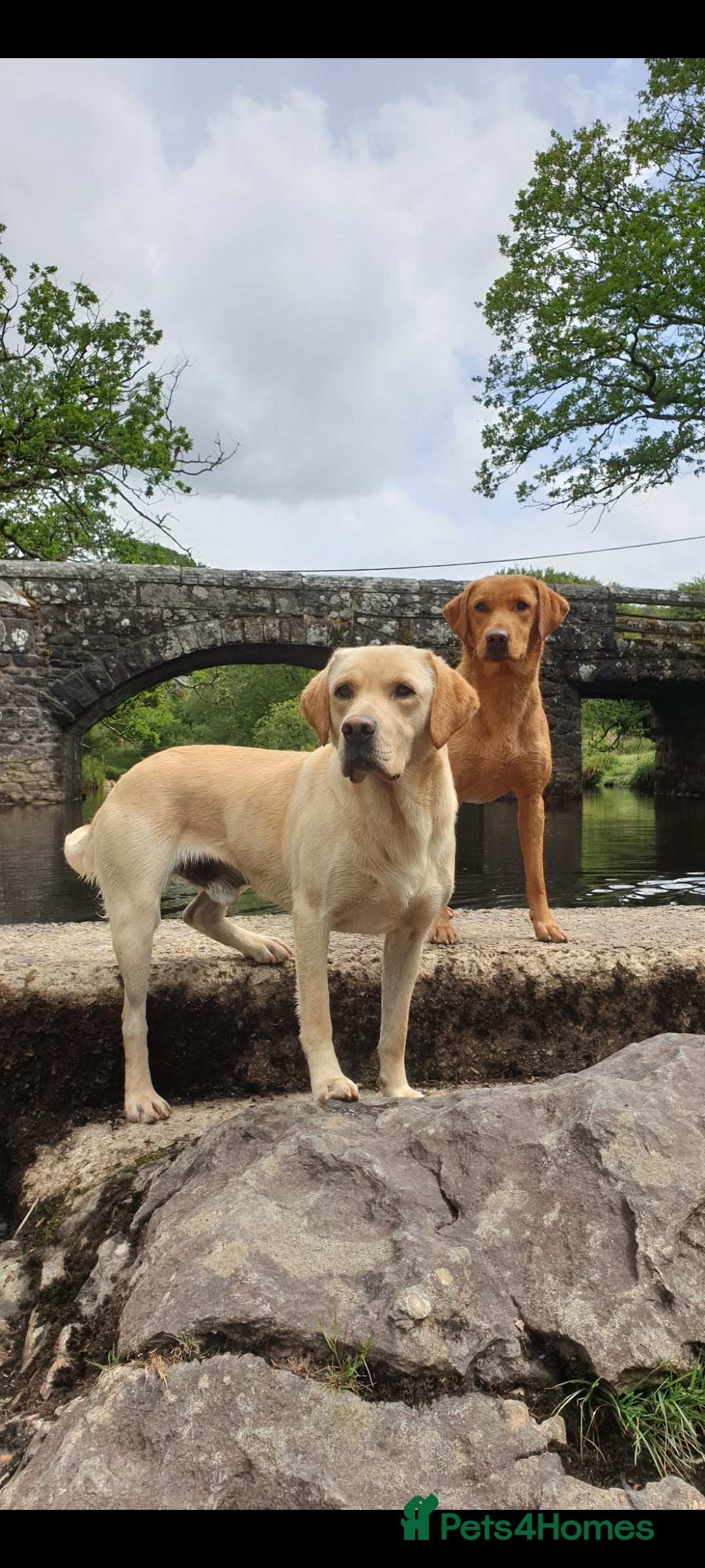 Labrador Retriever dogs for stud: Outstanding Proven KC Labrador stud - Advert 4