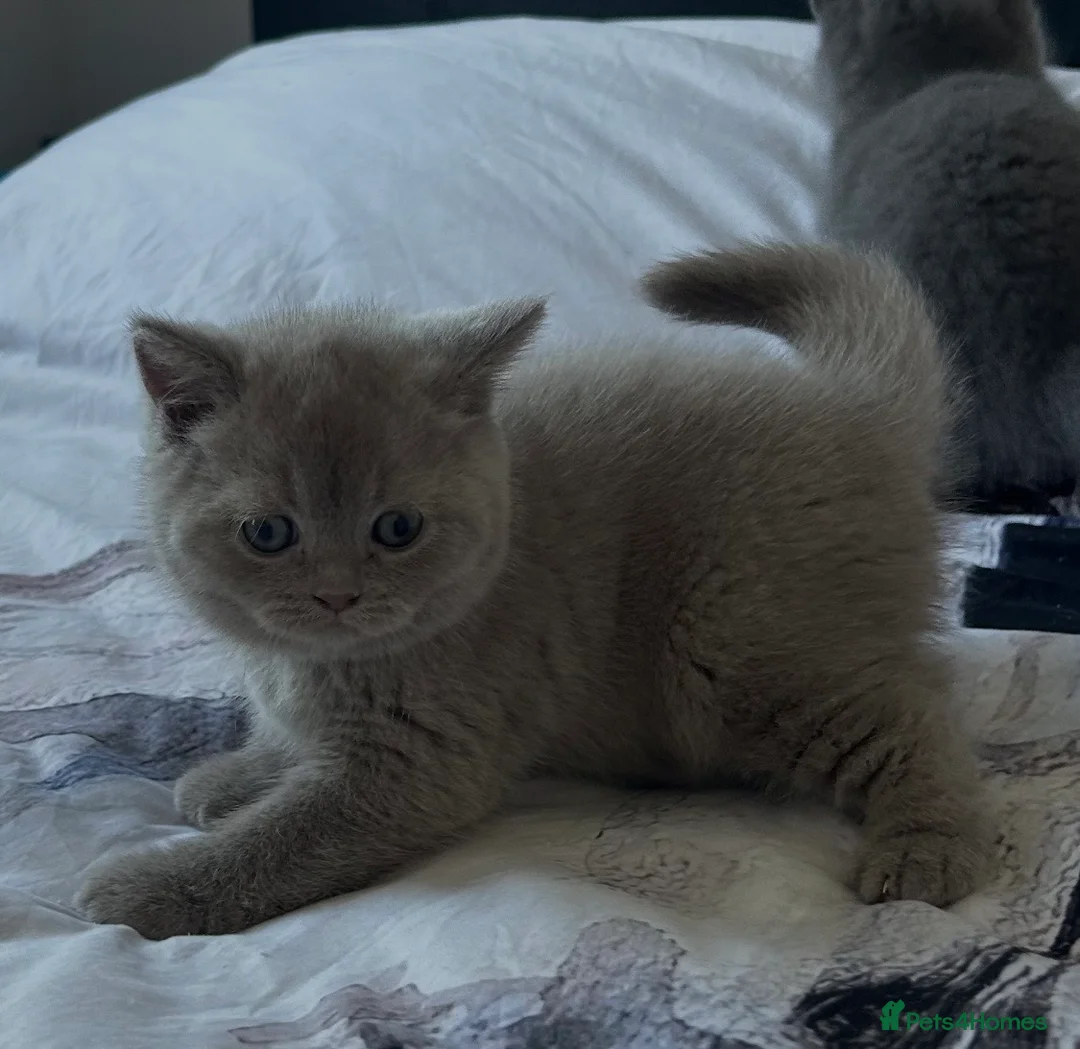 British Shorthair cats for sale: Gorgeous British Shorthair kittens - Advert 9