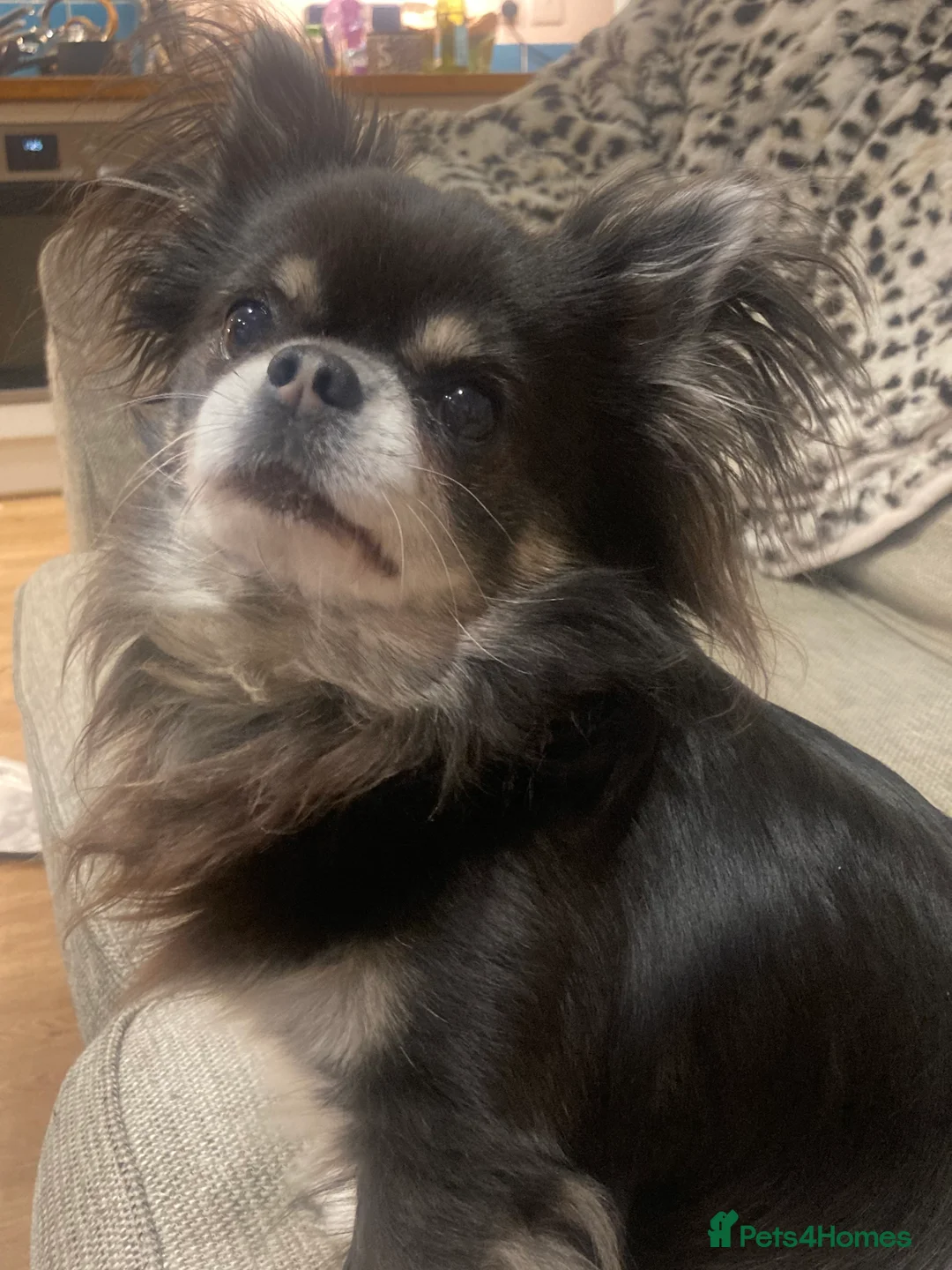 Chiweenie dogs for sale: Chiwawa / dash puppy’s  - Advert 9