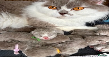 British Shorthair cats - Advert 8
