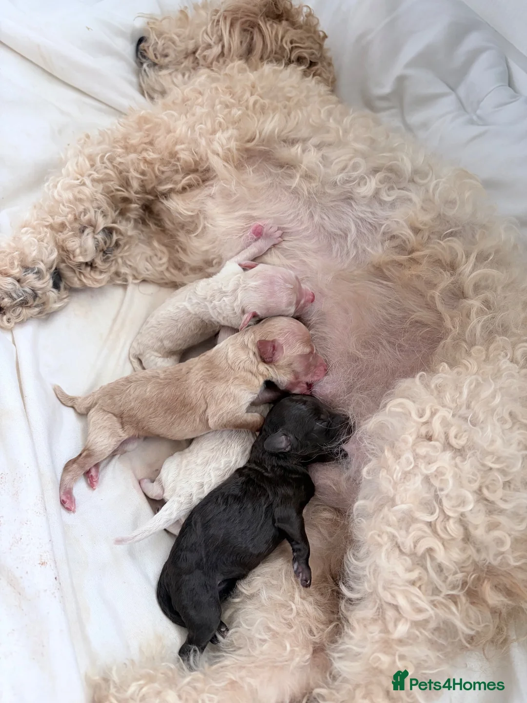 Cockapoo dogs for sale: 2 Girls 1 Boy f1bb toy cockapoos  - Advert 8
