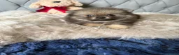Pomeranian dogs for sale: Wolf & Orange Sable Teddy Bear Pomeranian Puppies - Advert 15