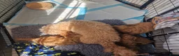 Cavapoo dogs for sale: F1 Cavapoo - Advert 6