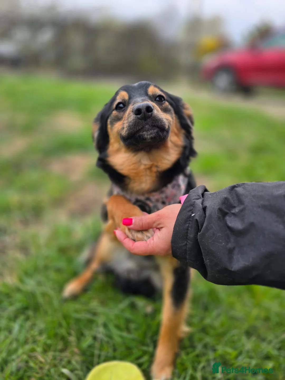 Mixed Breed dogs for adoption: ❤️🐶 LOLLY – GENTLE HEART, HAPPY SOUL in Burton-on-Trent - Advert 1
