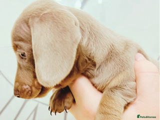 Miniature Dachshund dogs Ready next weekend KC baby girl mini dachshund 🐾 - Advert 17