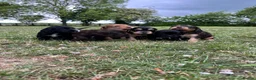 Sprocker dogs for sale: Sprocker puppies in Sandy - Advert 4