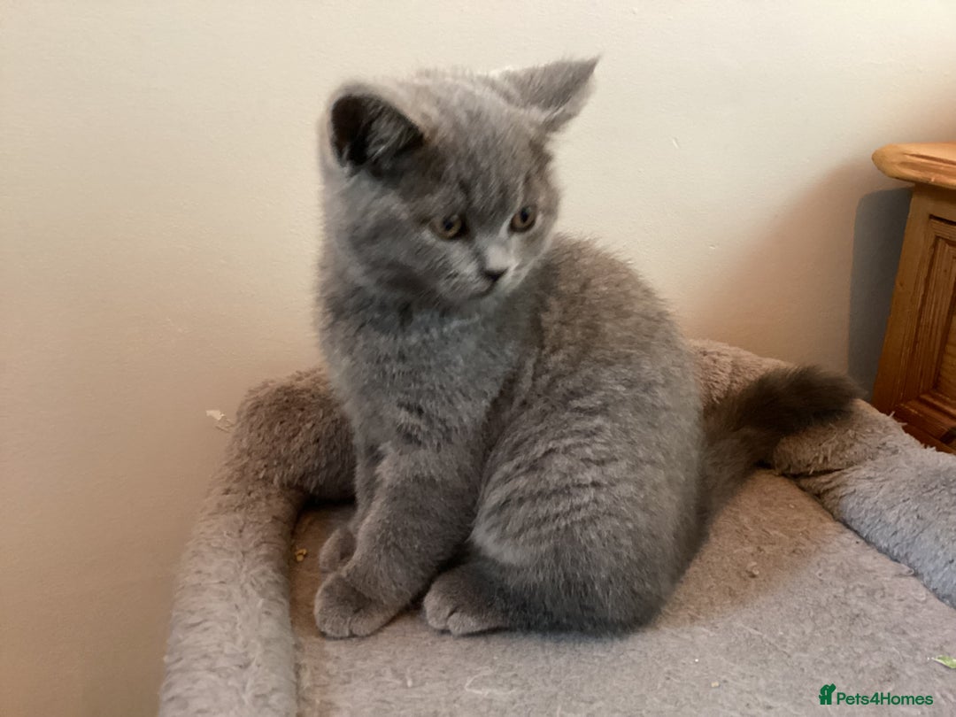 British Shorthair cats for sale: British Shorthair Kittens (reduced £600) - Image 9
