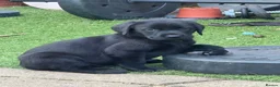 Labrador Retriever dogs for sale: Labrador Puppies - Advert 9