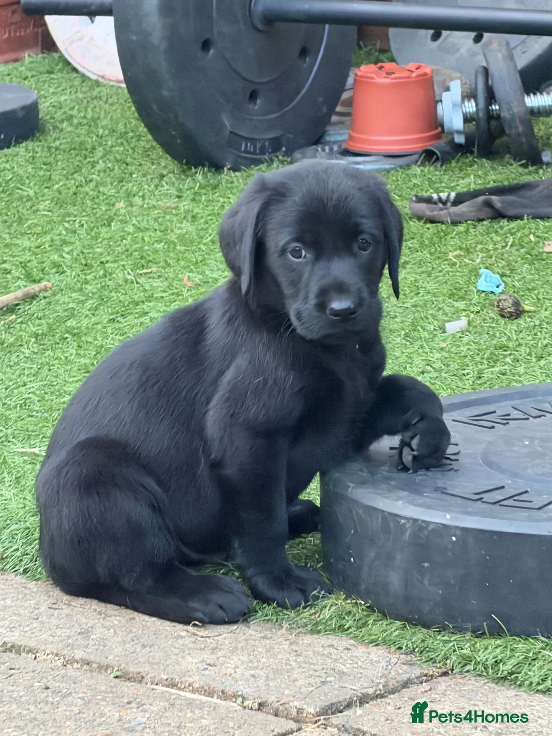 Labrador Retriever dogs for sale: Labrador Puppies - Advert 9