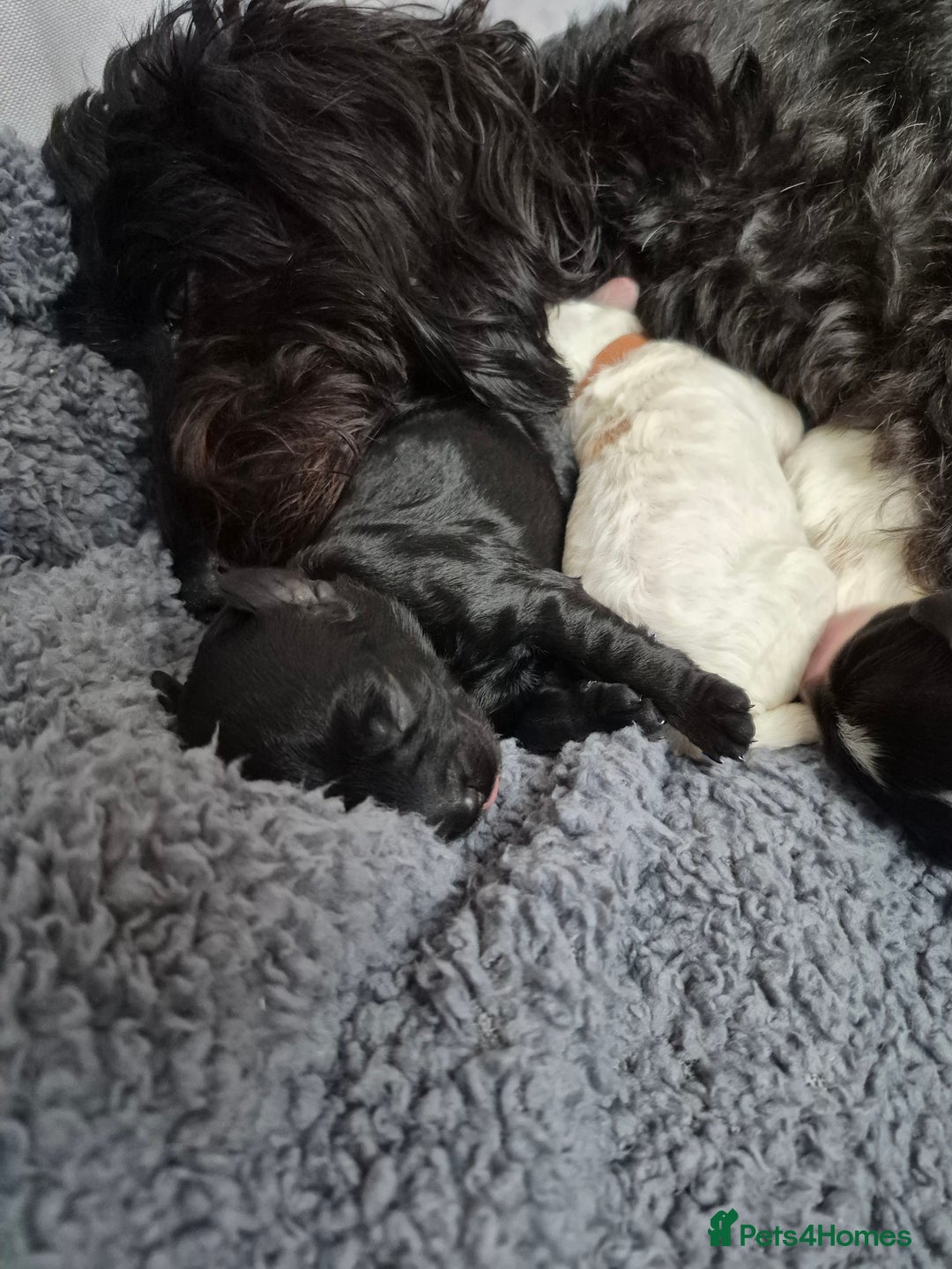 Mixed Breed dogs for sale: Gorgeous pup's for sale - Advert 6