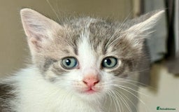 Mixed Breed cats for sale: 3 beautiful kittens available - Image 3