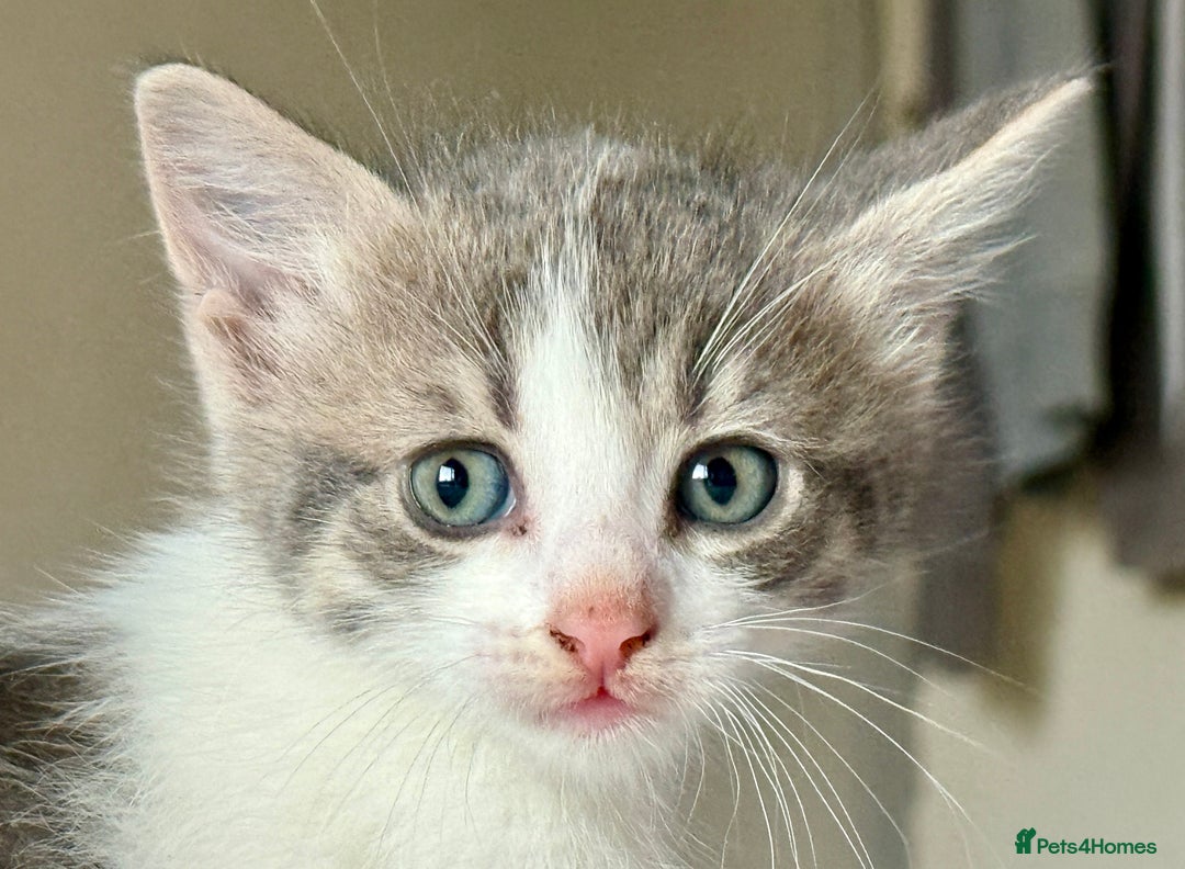Mixed Breed cats for sale: 3 beautiful kittens available - Image 3