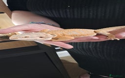 Bearded Dragon reptiles for sale: bearded dragon  - Image 2