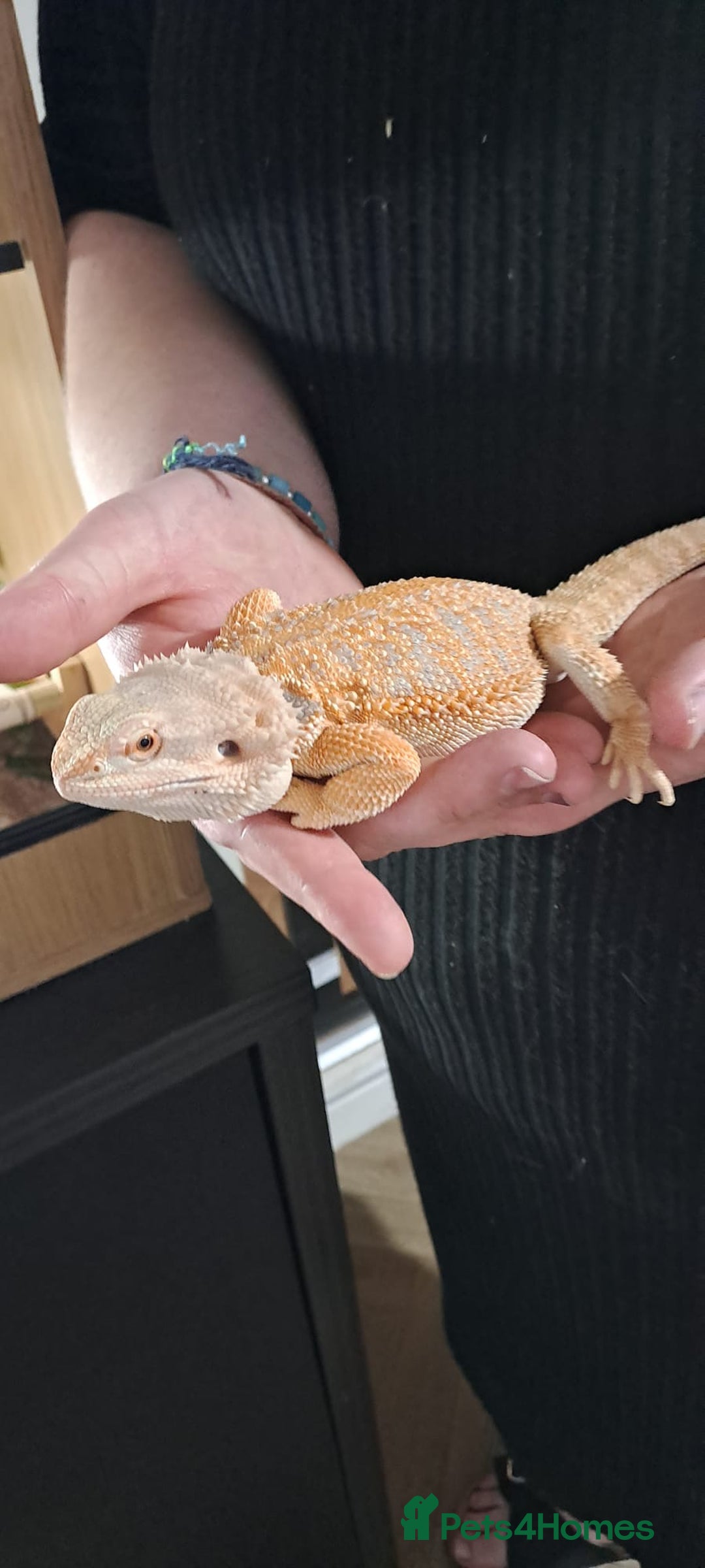 Bearded Dragon reptiles for sale: bearded dragon  - Image 2