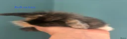 Mini Lion Lop rabbits for sale: Mini Lion Lop Rabbits – Ready This Weekend 🐰 - Advert 19