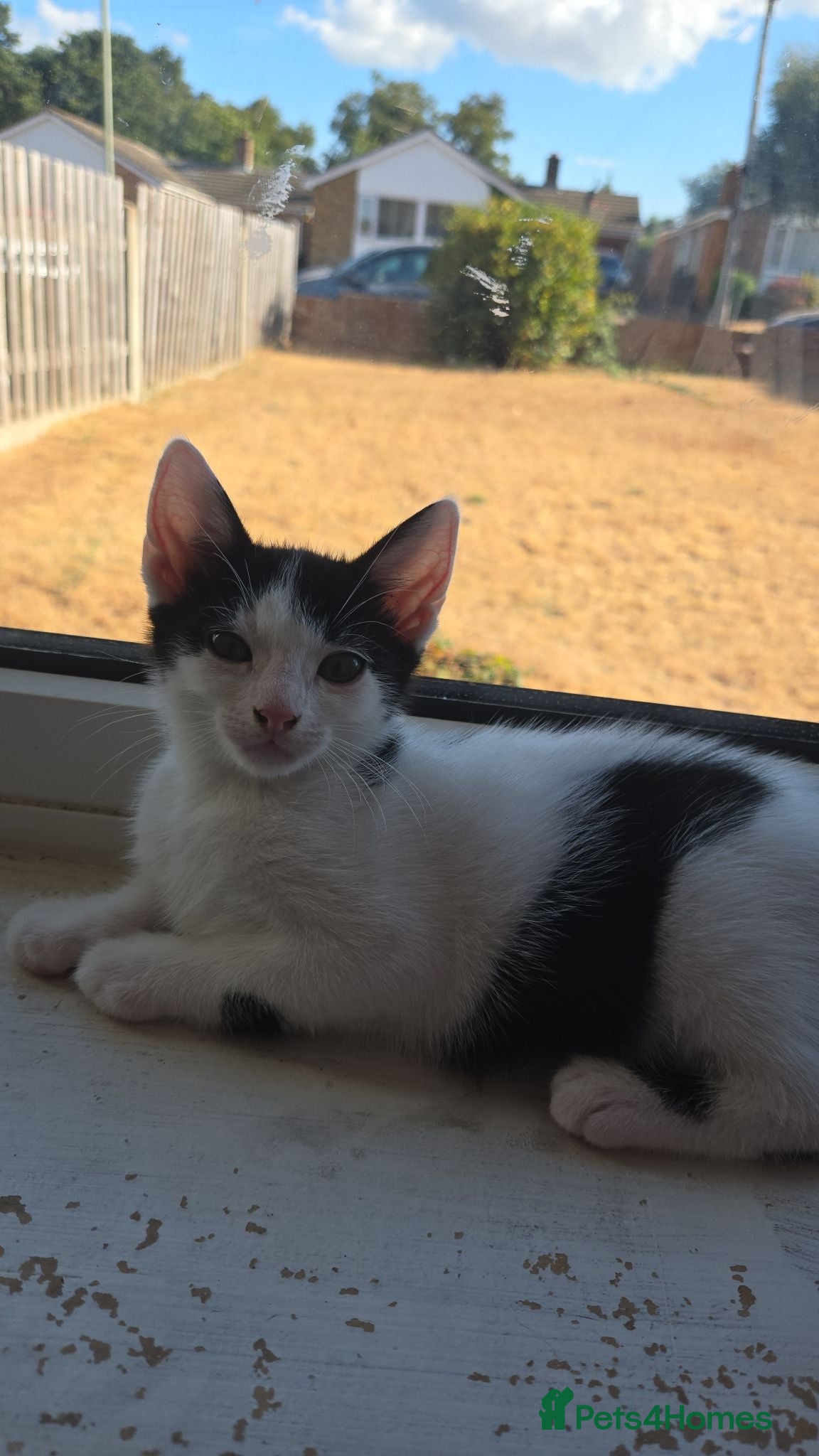 Mixed Breed cats 1xBoy READY NOW!!🐈😺 - Advert 12