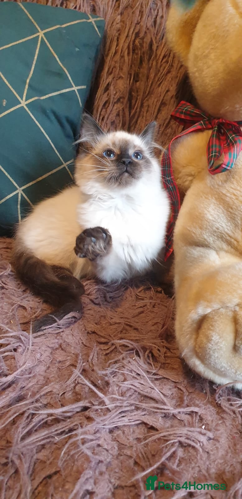 Ragdoll cats Beautiful GCCF Seal Point Kitten Available. - Advert 10