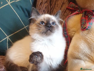 Ragdoll cats Beautiful GCCF Seal Point Kitten Available. - Advert 2