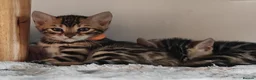 Bengal cats for sale: Exceptional Bengal Kittens With Amazing Rosettes ✨ - Advert 3