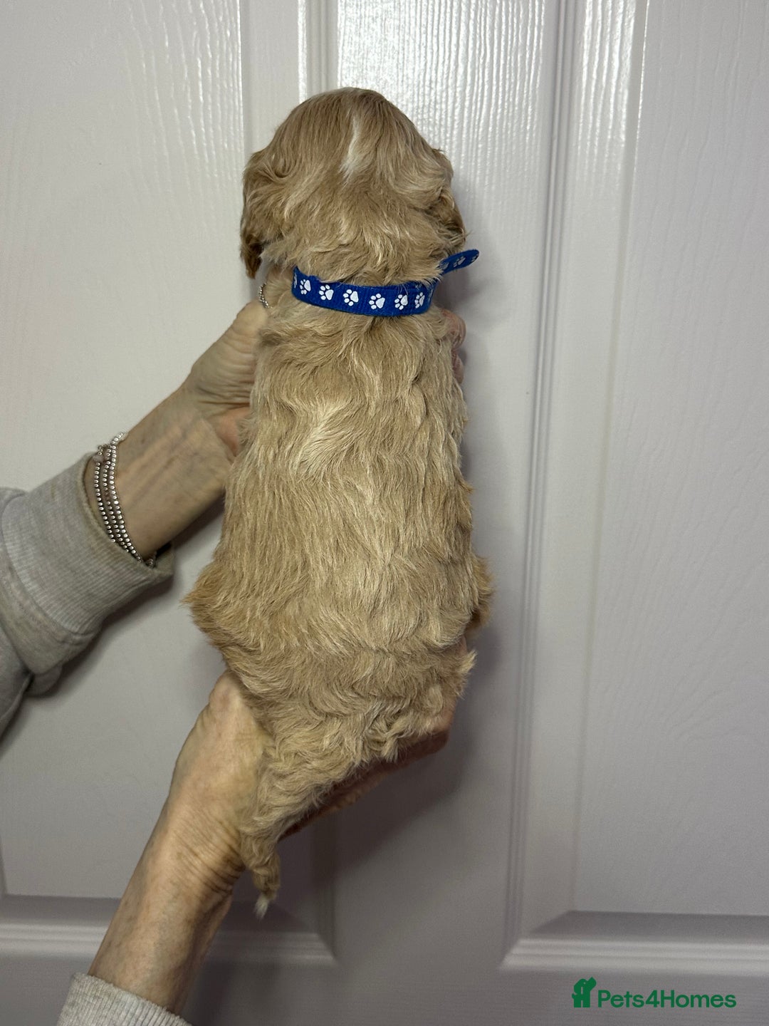 Cockapoo dogs for sale: Cockerpoo puppies  - Advert 17