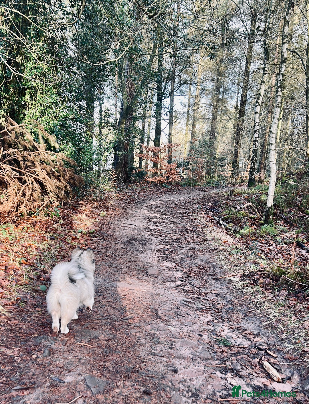 Pomsky dogs for sale: Pomsky puppy for sale - Advert 3