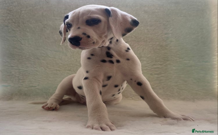 Dalmatian dogs - Advert 1