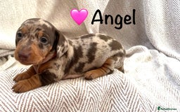 Miniature Dachshund dogs for sale: 8 MINIATURE DACHSHUNDS - Advert 4