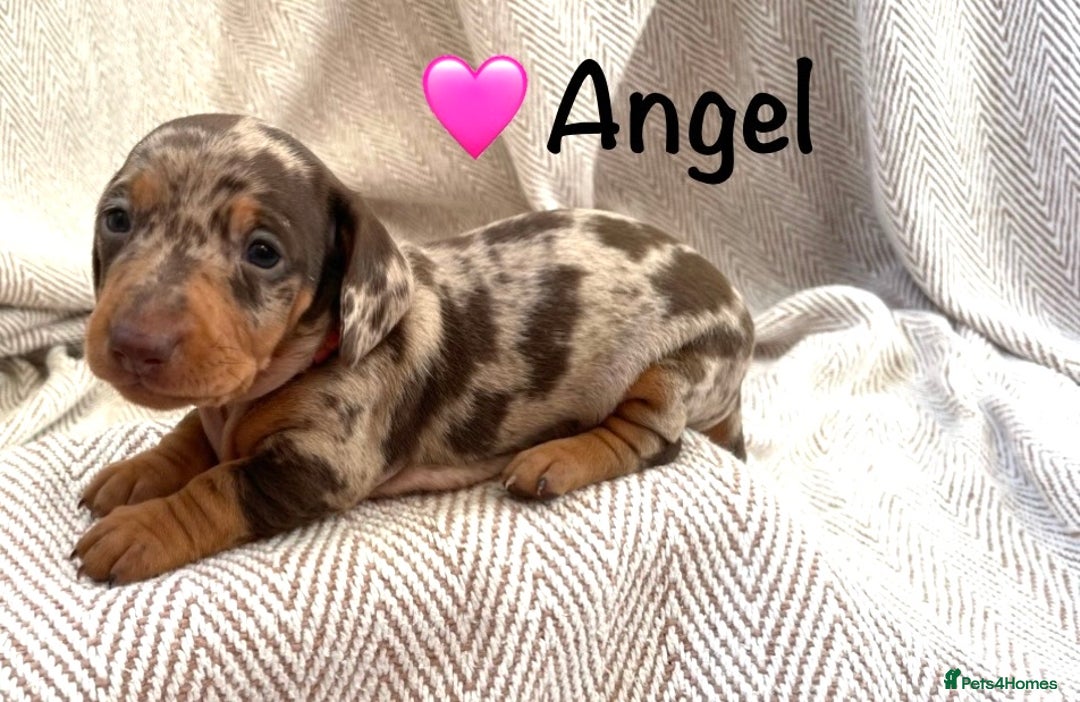 Miniature Dachshund dogs for sale: 8 MINIATURE DACHSHUNDS - Advert 4