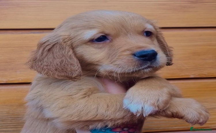 Golden Retriever dogs - Advert 7