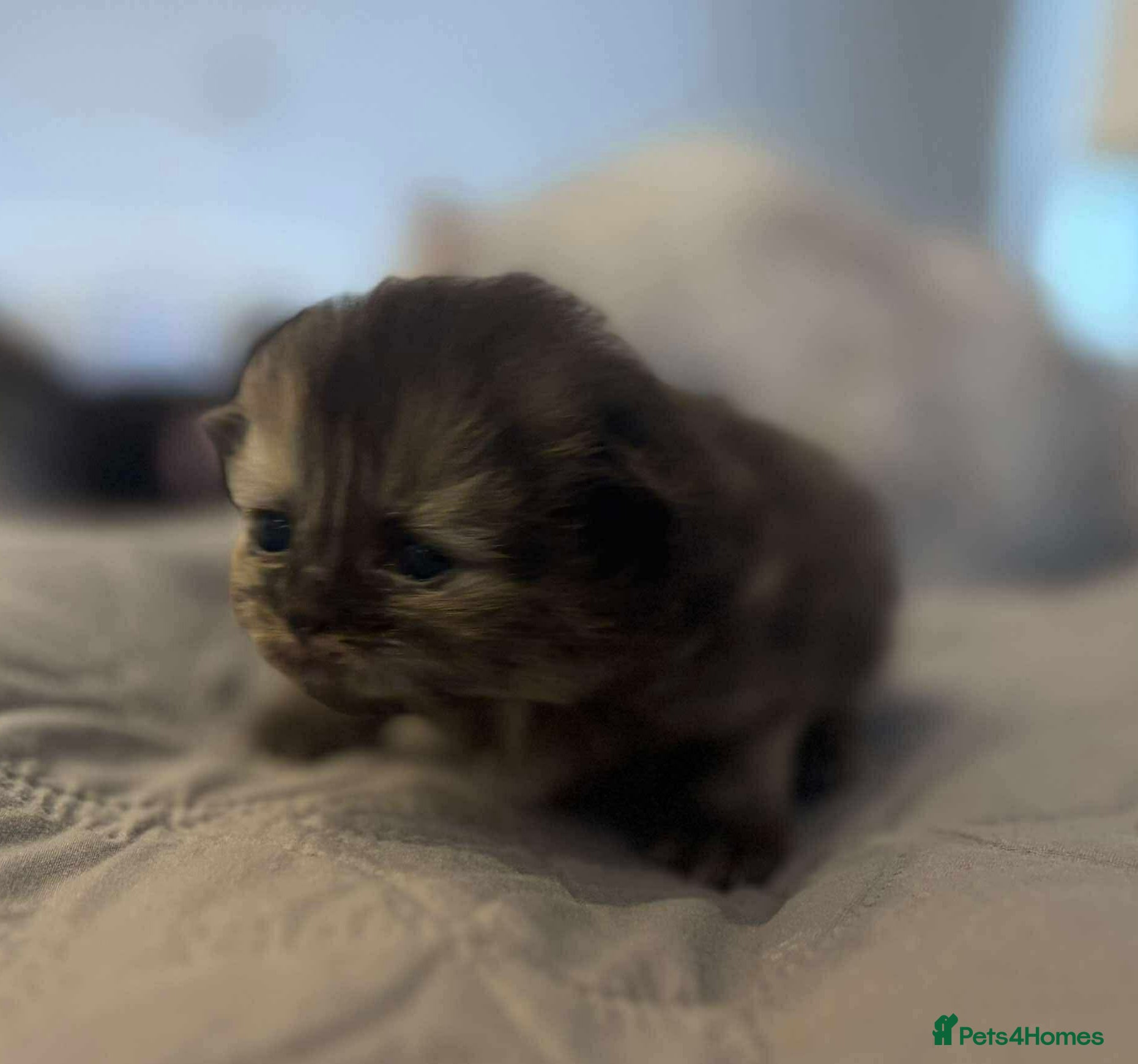 Persian cats Stunning litter of five female Perdolls - Advert 3