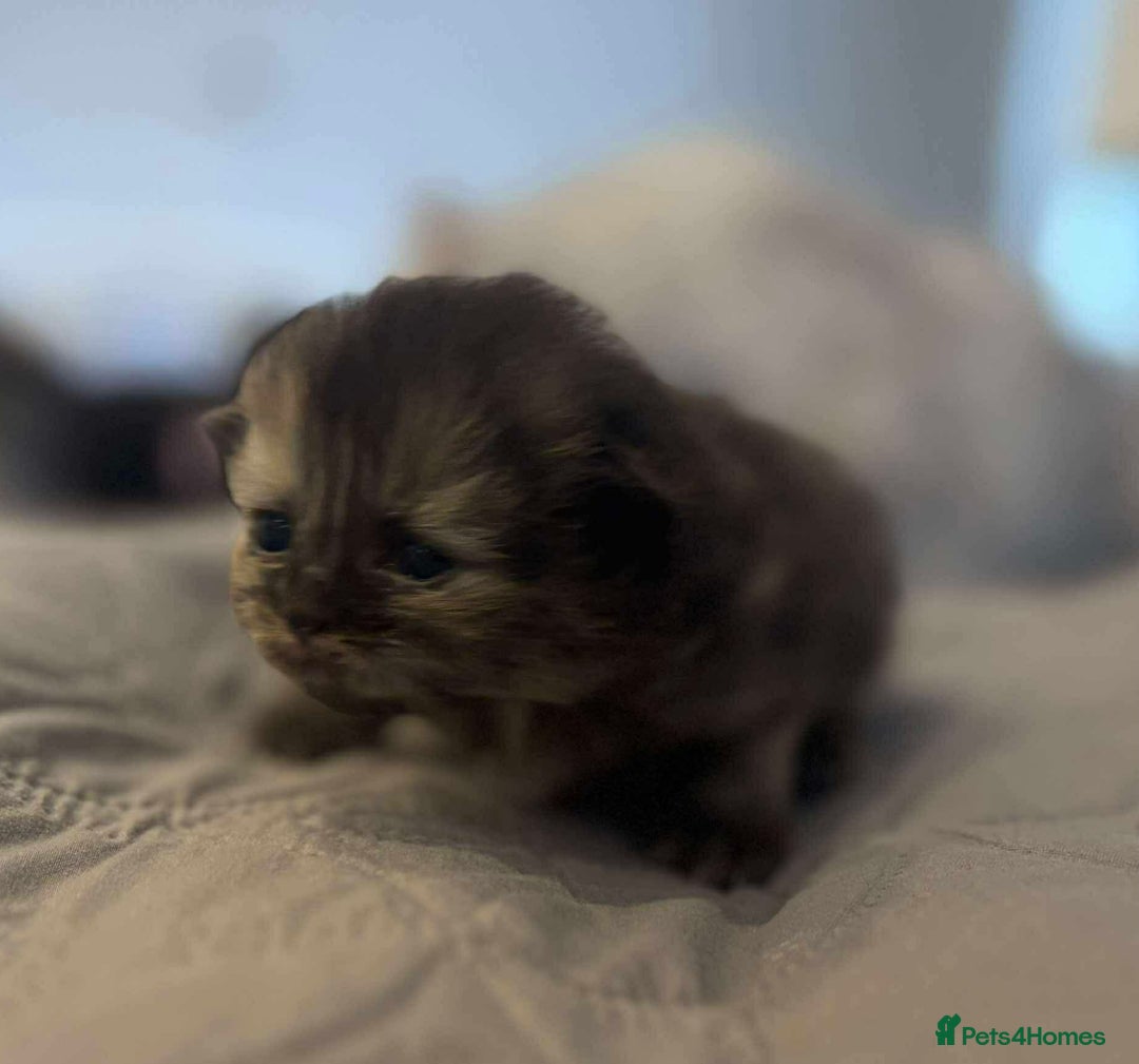 Persian cats for sale: Stunning litter of five female Perdolls - Advert 1