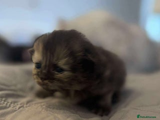 Persian cats Stunning litter of five female Perdolls - Advert 1