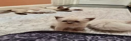 Ragdoll cats for sale: 5 ragdoll kittens - Advert 19